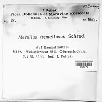 Phlebia tremellosa image